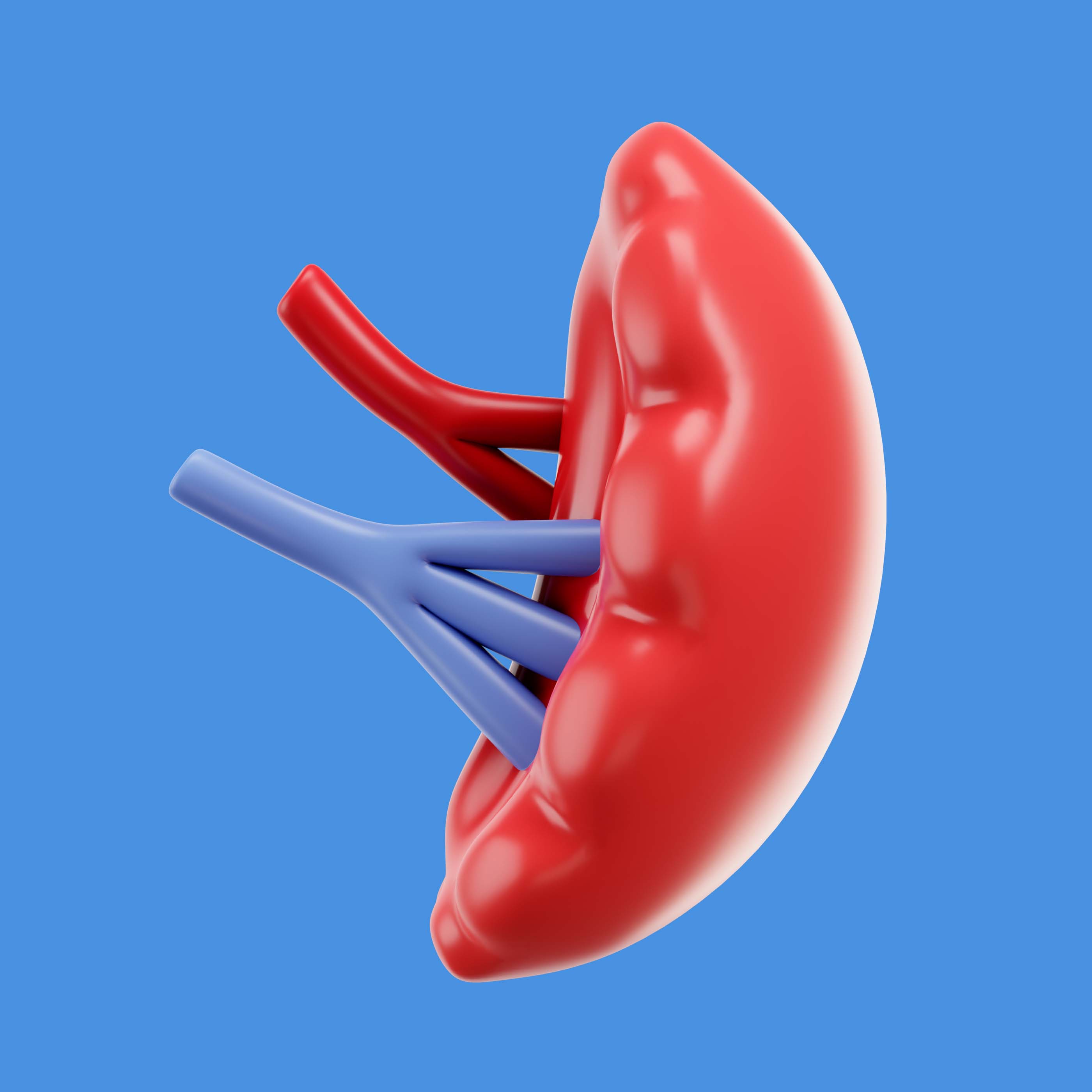 Mitos y Realidades sobre la Enfermedad Renal