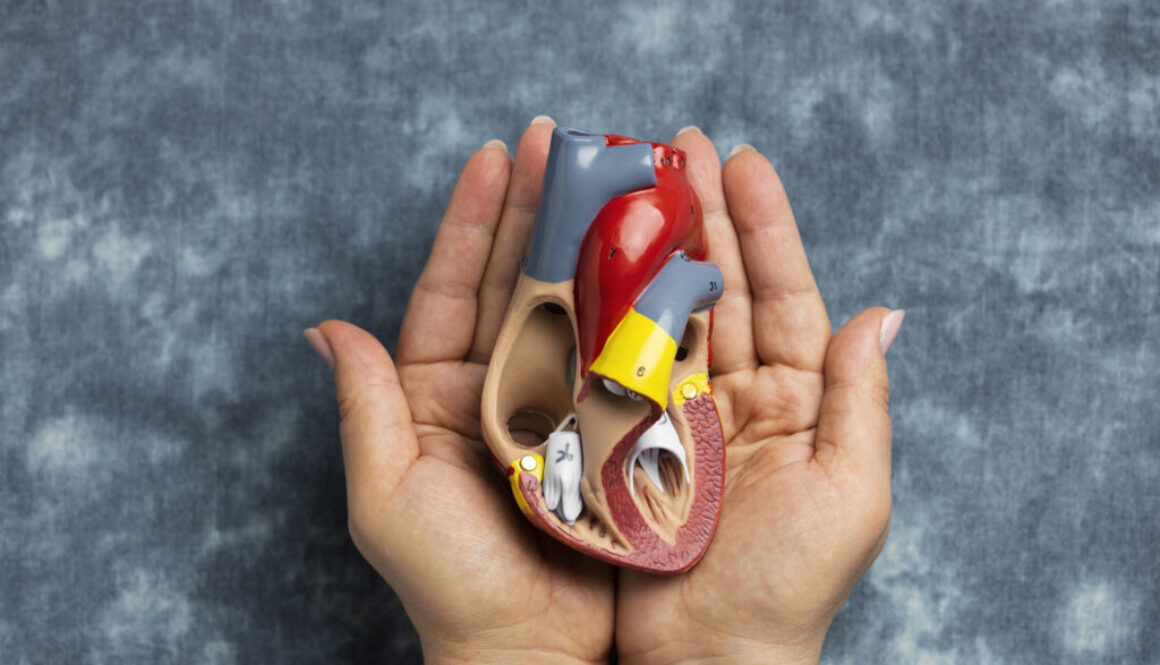 person-holding-anatomic-heart-model-educational-purpose