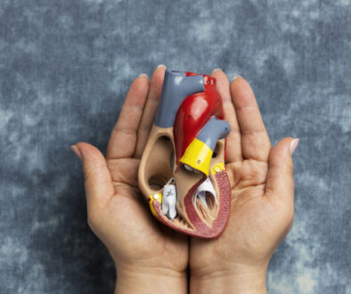 person-holding-anatomic-heart-model-educational-purpose