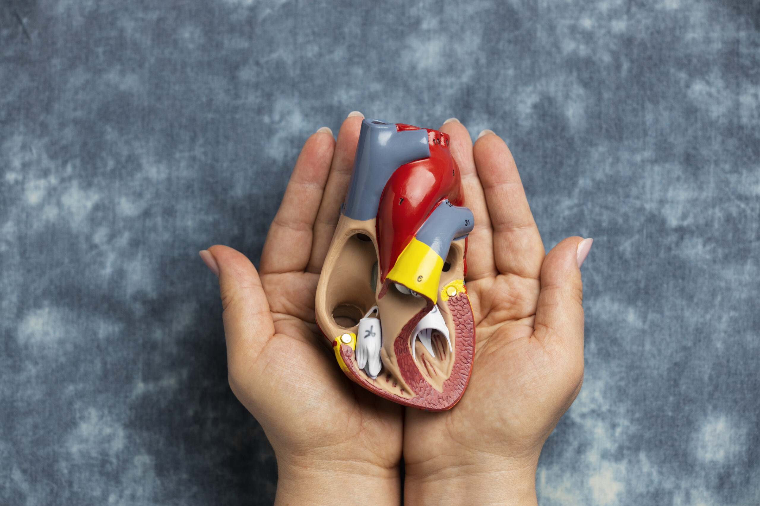 person-holding-anatomic-heart-model-educational-purpose